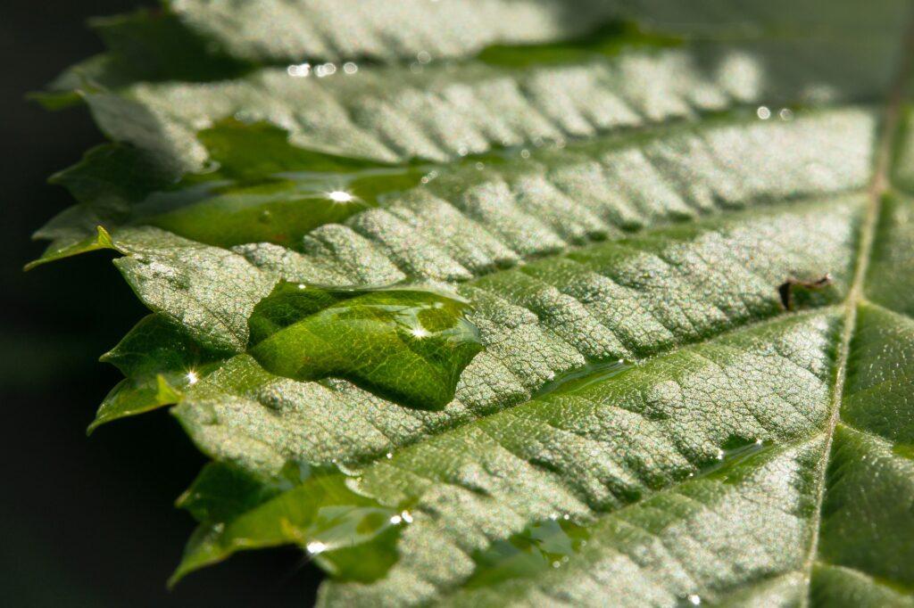 Regen auf Blatt